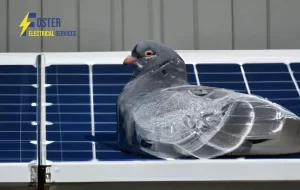 pigeon proof solar panels